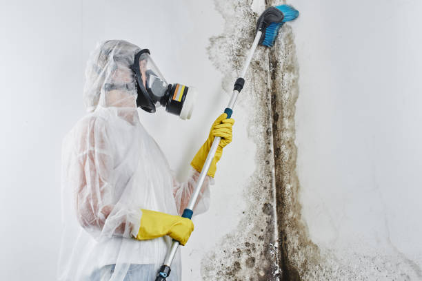 Mold Removal Process in Greenbelt, MD