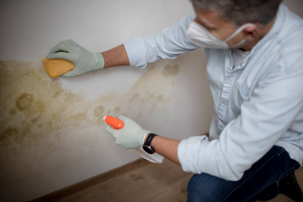 Certified Mold Removal in Greenbelt, MD